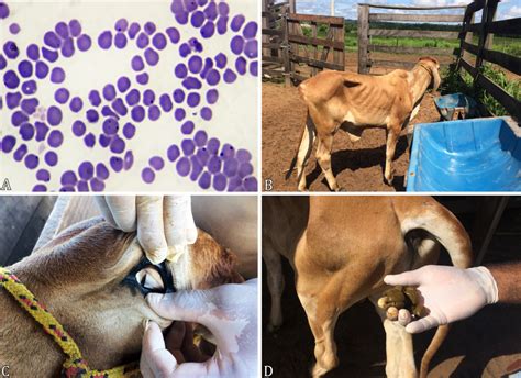 Testing options for anaplasma marginale in cattle 